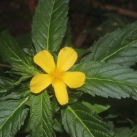 <i>Turnera ulmifolia</i>  L.